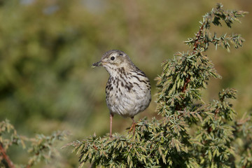 Meadow pipit, Anthus pratensis