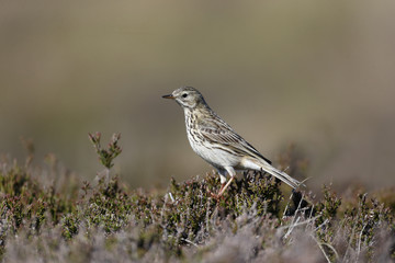 Meadow pipit, Anthus pratensis