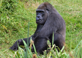 Gorille