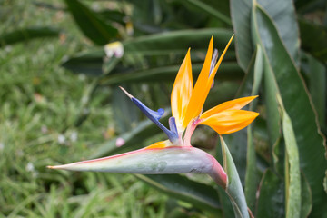 Strelizie, Wahrzeichen von Madeira