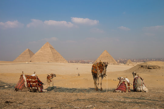 Camels in front of Pyramids of Gizeh, Egypt