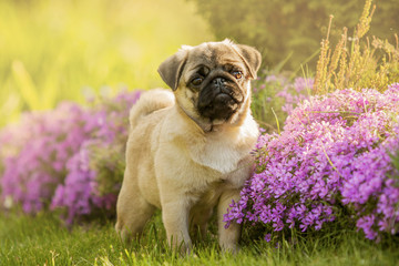 Pug puppy in flowers