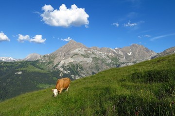 Fototapeta na wymiar Grazing cow and Spitzhorn, mountain in the Bernese Oberland