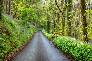 Country Lane in Cornwall © Helen Hotson