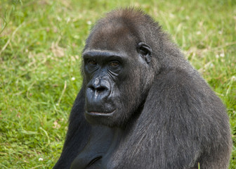 Gorille