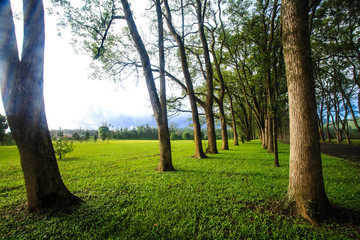 Fototapeta premium Beautiful park tree