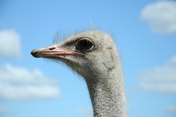 ostrich