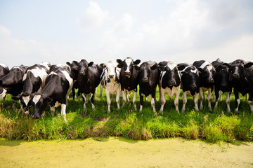 Dutch cows