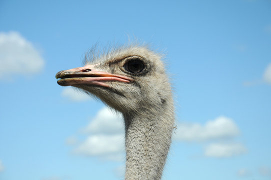 ostrich