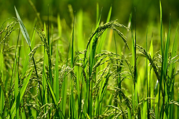 green grass blue sky cloud cloudy landscape background