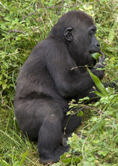 Jeune gorille