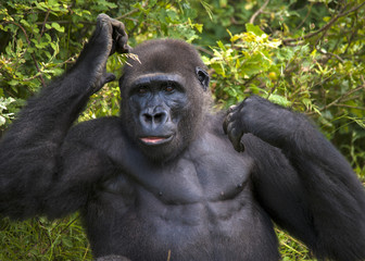 Gorille