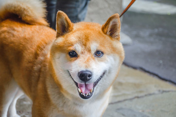 Shiba Inu see photographer