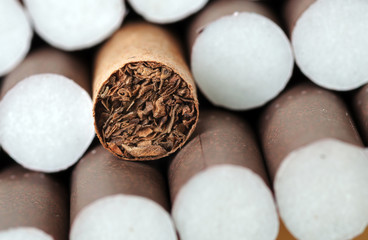 Tobacco in cigarettes close up