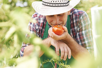 Mature male farmer smelling first ripe tomato