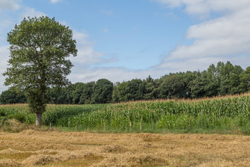 Obraz premium chêne dans un champ
