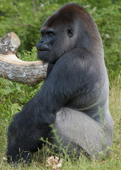 Gorille