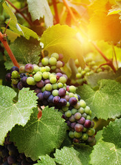 Wine grapes in vineyard © Anterovium