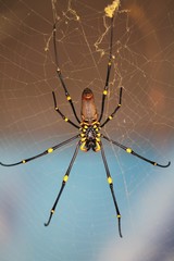 Spider