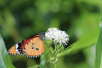 Common Tiger butterfly and flowers