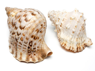 Meeresschneckengehäuse