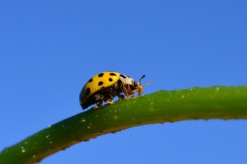 Божьz коровкf