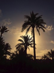 Sol y Palmeras