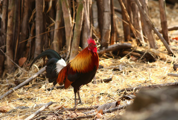 Red jungle fowl in jungle from Thailand