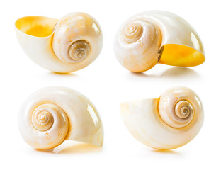 Sea shell group
