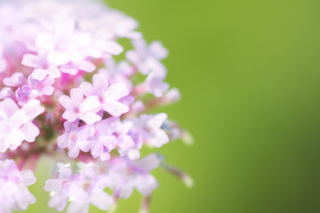 Abstract summer flowers background