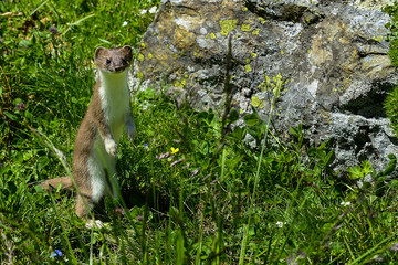 stoat at großglockner
