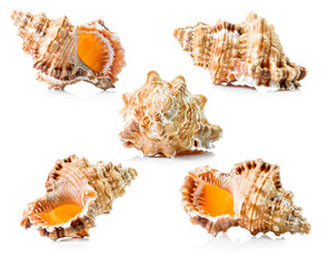 Sea shell group