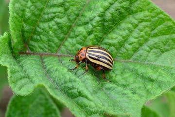 Колорадский жук
