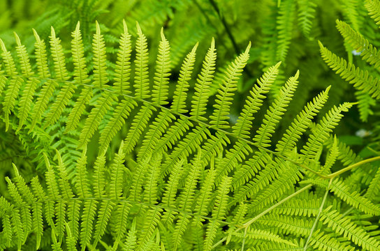 Fern leaves