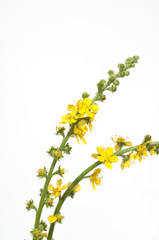 Odermenning; Agrimonia, Eupatoria; Agrimony; Bachbluete;