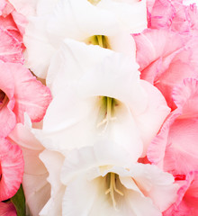 pink and white gladiolus closeup