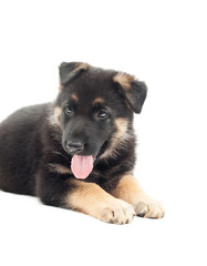 puppy lies on a white background