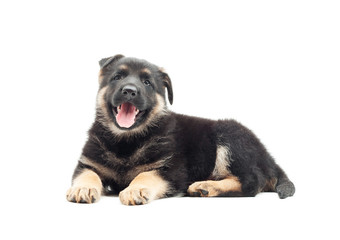 beautiful German Shepherd puppy lying on a white background
