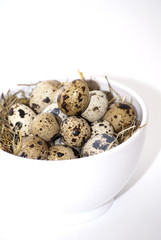Obraz premium Quail eggs