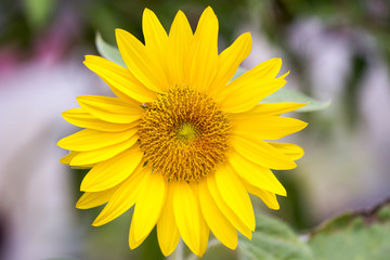 Sunflower using macro photography
