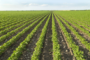 Fototapeta na wymiar Soybean field ripening at spring season, agricultural landscape