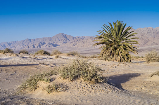Lonely palm in desert of the Negev , Israel