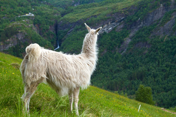 Fototapeta premium llamas in the mountains.