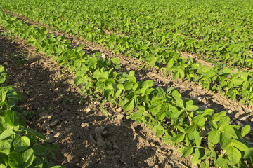 Close-up shot of green soybean plants