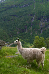 llamas in the mountains.