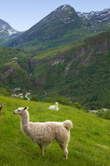 llamas in the mountains.