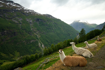 Fototapeta premium llamas in the mountains.