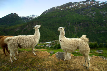 llamas in the mountains.