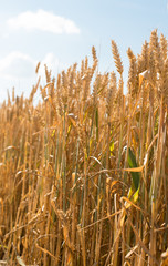 Yellow grain ready for harvest growing