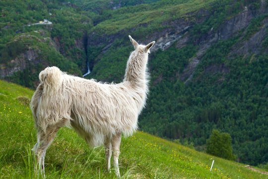 llamas in the mountains.